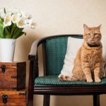 What to Keep in Mind When Staging a Home with Pets