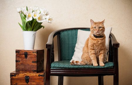 What to Keep in Mind When Staging a Home with Pets